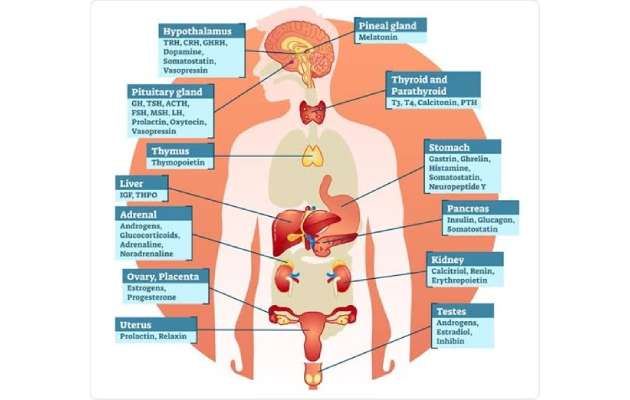 Hormones Tests at Biocheck Pathology